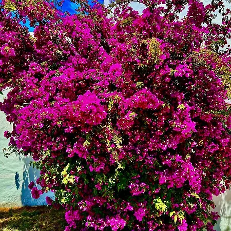 Solar Do Monte 4 Appartement *